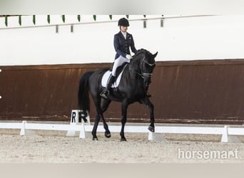Hanoverian, Gelding, 7 years, 16.2 hh, Black