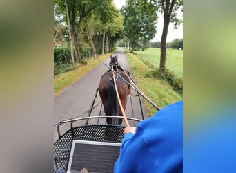 Hanoverian, Gelding, 7 years, 16,2 hh, Brown