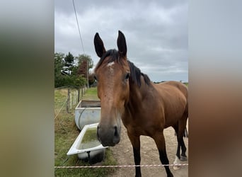 Hanoverian, Gelding, 7 years, 16.2 hh, Brown