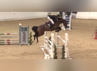 Hanoverian, Gelding, 7 years, 16,2 hh, Brown