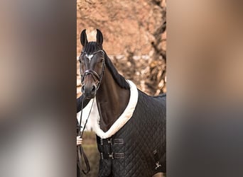 Hanoverian, Gelding, 7 years, 16,2 hh, Brown