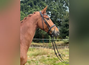 Hanoverian, Gelding, 7 years, 16.2 hh, Chestnut-Red
