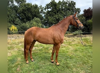 Hanoverian, Gelding, 7 years, 16.2 hh, Chestnut-Red
