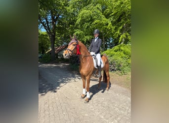 Hanoverian, Gelding, 7 years, 16.2 hh, Chestnut-Red