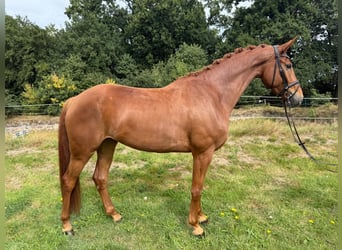 Hanoverian, Gelding, 7 years, 16.2 hh, Chestnut-Red