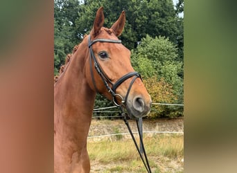 Hanoverian, Gelding, 7 years, 16.2 hh, Chestnut-Red