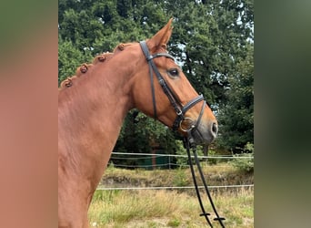 Hanoverian, Gelding, 7 years, 16.2 hh, Chestnut-Red