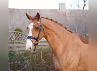 Hanoverian, Gelding, 7 years, 16.2 hh, Chestnut-Red