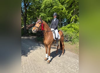 Hanoverian, Gelding, 7 years, 16.2 hh, Chestnut-Red