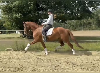 Hanoverian, Gelding, 7 years, 16.2 hh, Chestnut-Red