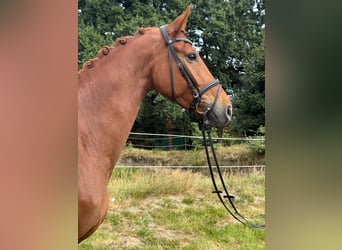 Hanoverian, Gelding, 7 years, 16.2 hh, Chestnut-Red
