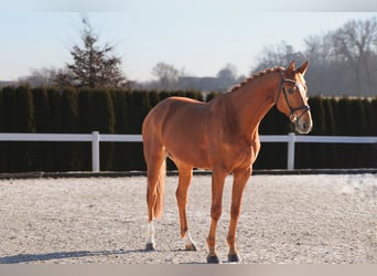 Hanoverian, Gelding, 7 years, 16,2 hh, Chestnut-Red