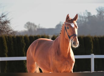 Hanoverian, Gelding, 7 years, 16,2 hh, Chestnut-Red