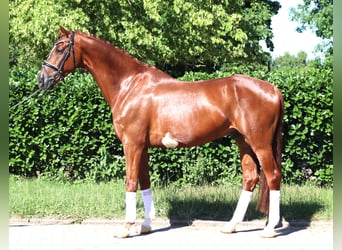 Hanoverian, Gelding, 7 years, 16.2 hh, Chestnut-Red