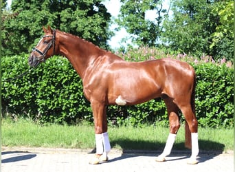 Hanoverian, Gelding, 7 years, 16.2 hh, Chestnut-Red
