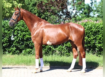 Hanoverian, Gelding, 7 years, 16.2 hh, Chestnut-Red