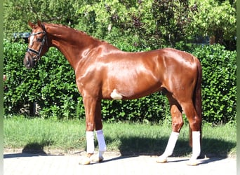 Hanoverian, Gelding, 7 years, 16.2 hh, Chestnut-Red