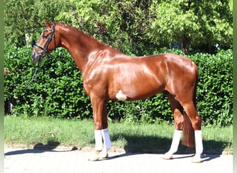 Hanoverian, Gelding, 7 years, 16.2 hh, Chestnut-Red