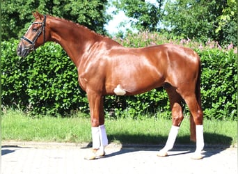 Hanoverian, Gelding, 7 years, 16.2 hh, Chestnut-Red