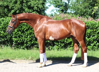 Hanoverian, Gelding, 7 years, 16.2 hh, Chestnut-Red