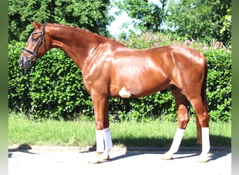 Hanoverian, Gelding, 7 years, 16.2 hh, Chestnut-Red