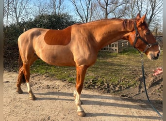 Hanoverian, Gelding, 7 years, 16.2 hh, Chestnut-Red