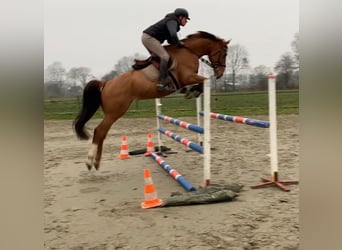 Hanoverian, Gelding, 7 years, 16.2 hh, Chestnut-Red