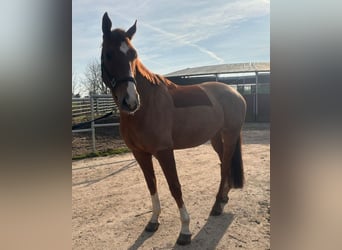 Hanoverian, Gelding, 7 years, 16.2 hh, Chestnut-Red