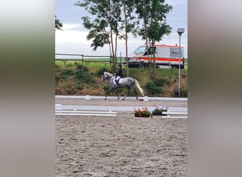 Hanoverian, Gelding, 7 years, 16,2 hh