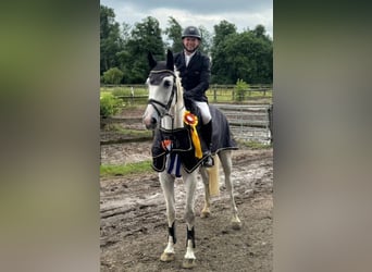 Hanoverian, Gelding, 7 years, 16,2 hh, Gray