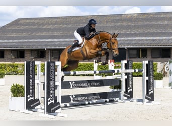 Hanoverian, Gelding, 7 years, 16.2 hh