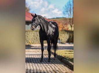 Hanoverian, Gelding, 7 years, 16.2 hh, Smoky-Black