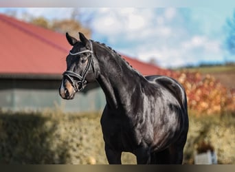 Hanoverian, Gelding, 7 years, 16.2 hh, Smoky-Black