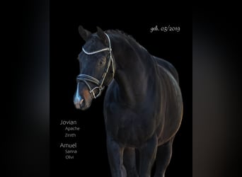Hanoverian, Gelding, 7 years, 16.2 hh, Smoky-Black