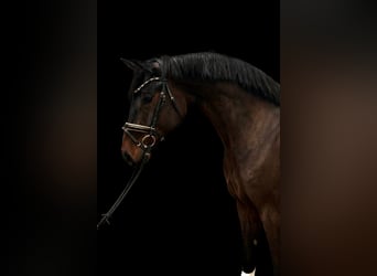 Hanoverian, Gelding, 7 years, 16.2 hh, Smoky-Black