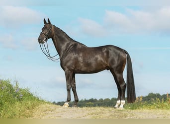 Hanoverian, Gelding, 7 years, 16.2 hh, Smoky-Black