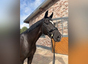 Hanoverian, Gelding, 7 years, 16.2 hh, Smoky-Black