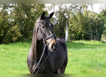 Hanoverian, Gelding, 7 years, 16.2 hh, Smoky-Black