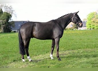 Hanoverian, Gelding, 7 years, 16.2 hh, Smoky-Black