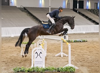 Hanoverian, Gelding, 7 years, 16.2 hh, Smoky-Black
