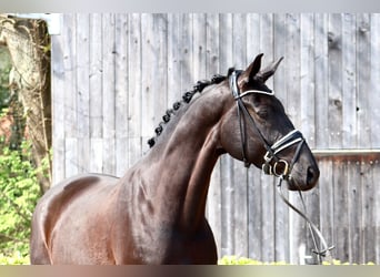 Hanoverian, Gelding, 7 years, 16.3 hh, Black