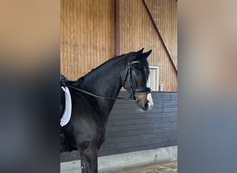 Hanoverian, Gelding, 7 years, 16,3 hh, Brown