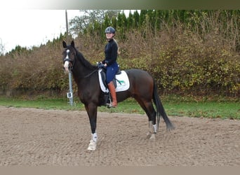 Hanoverian, Gelding, 7 years, 16,3 hh, Brown