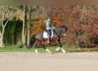 Hanoverian, Gelding, 7 years, 16,3 hh, Brown