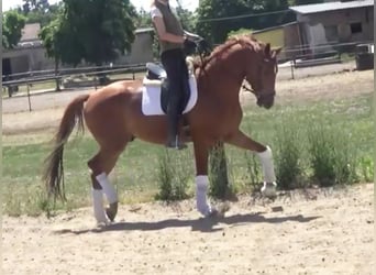 Hanoverian, Gelding, 7 years, 16,3 hh, Chestnut-Red