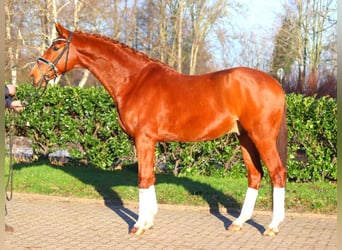 Hanoverian, Gelding, 7 years, 16.3 hh, Chestnut-Red