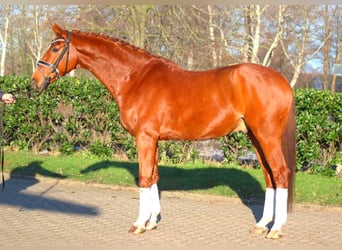 Hanoverian, Gelding, 7 years, 16.3 hh, Chestnut-Red