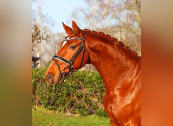 Hanoverian, Gelding, 7 years, 16.3 hh, Chestnut-Red