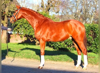 Hanoverian, Gelding, 7 years, 16.3 hh, Chestnut-Red