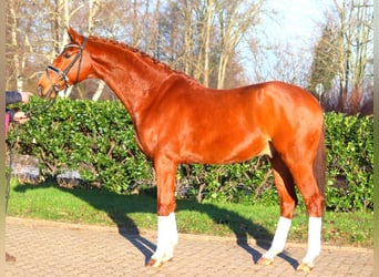Hanoverian, Gelding, 7 years, 16.3 hh, Chestnut-Red
